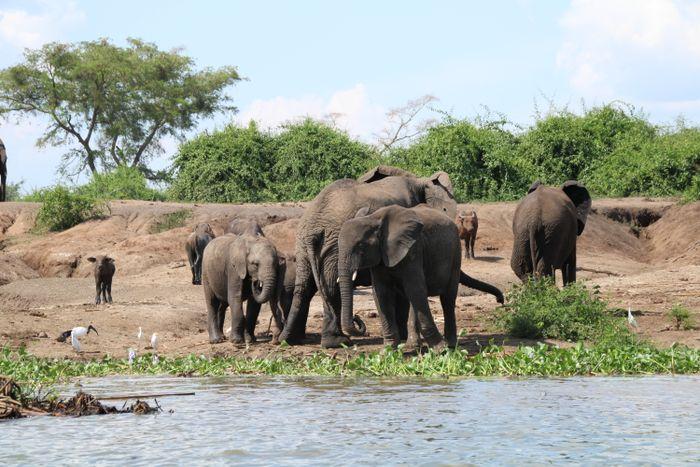 Queen Elizabeth National Park