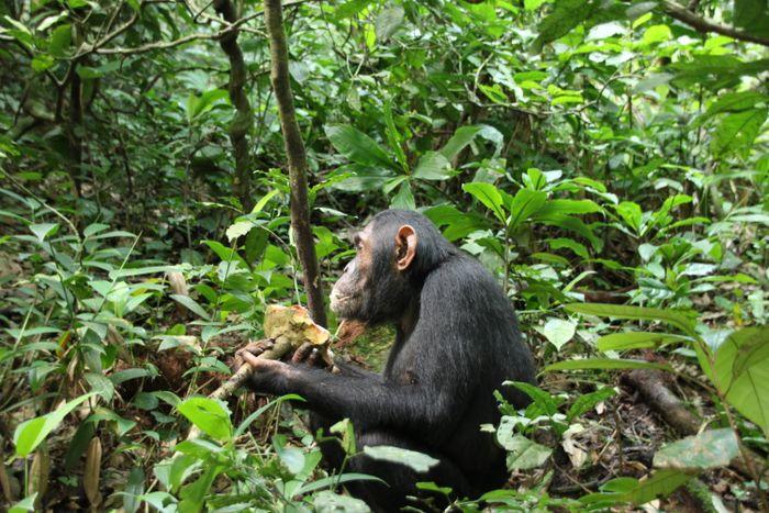 Chimpanzee trekking kibale