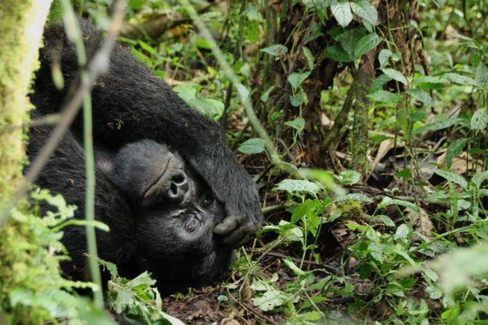 Bwindi National Park