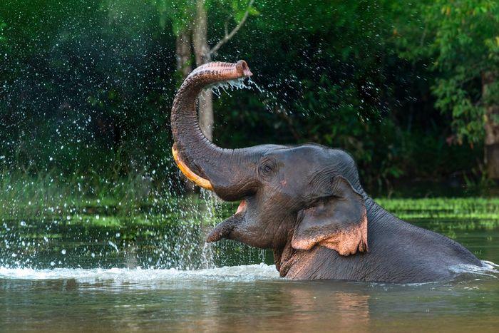 elephant thailand