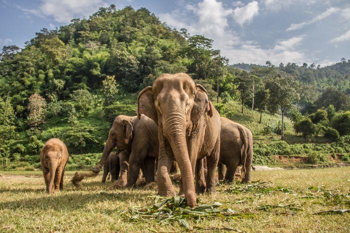 elephant thailand