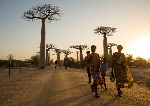 Baobab Alley Madagascar